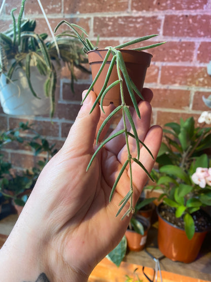 2.5" Hoya linearis