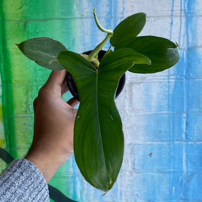 4" Philodendron Glad Hands