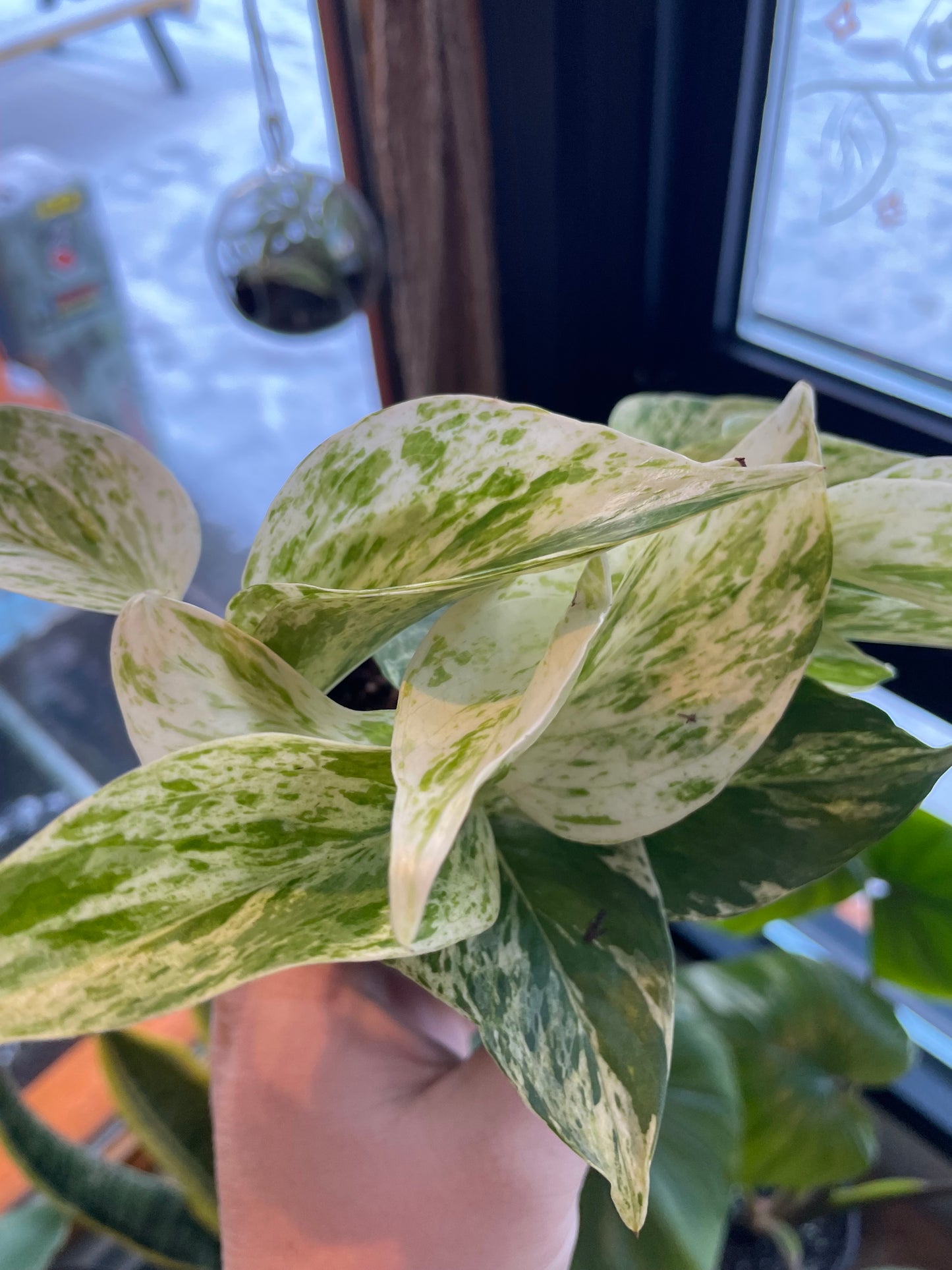 3.5" Pothos Marble Queen