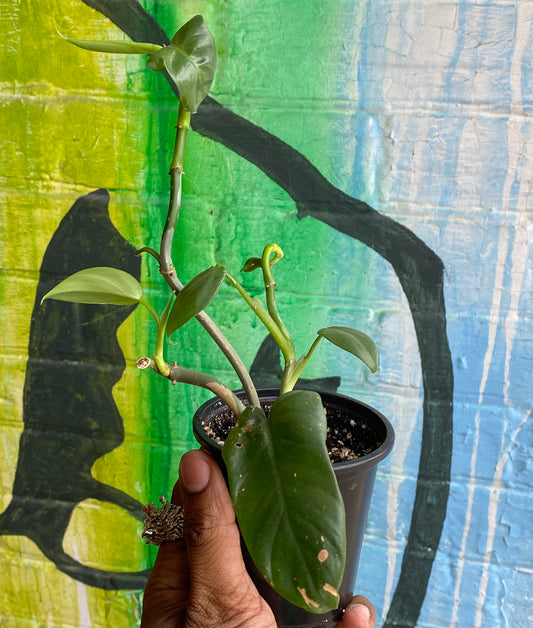 3.5" Philodendron Panduriforme (TAC)