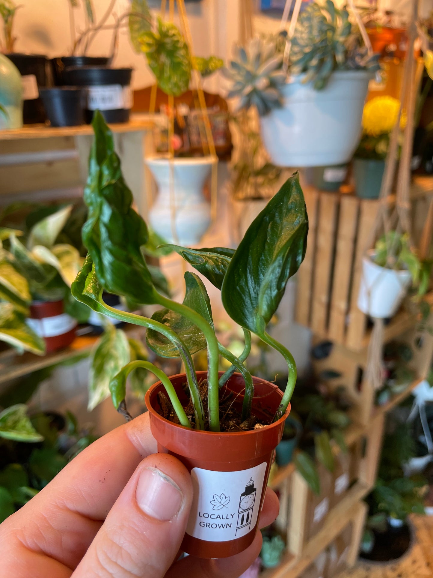 1.5" Pothos Shangri La | Spinach Pothos