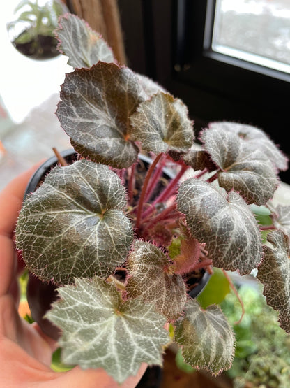 4" Strawberry Begonia | Saxifraga Stolonifera