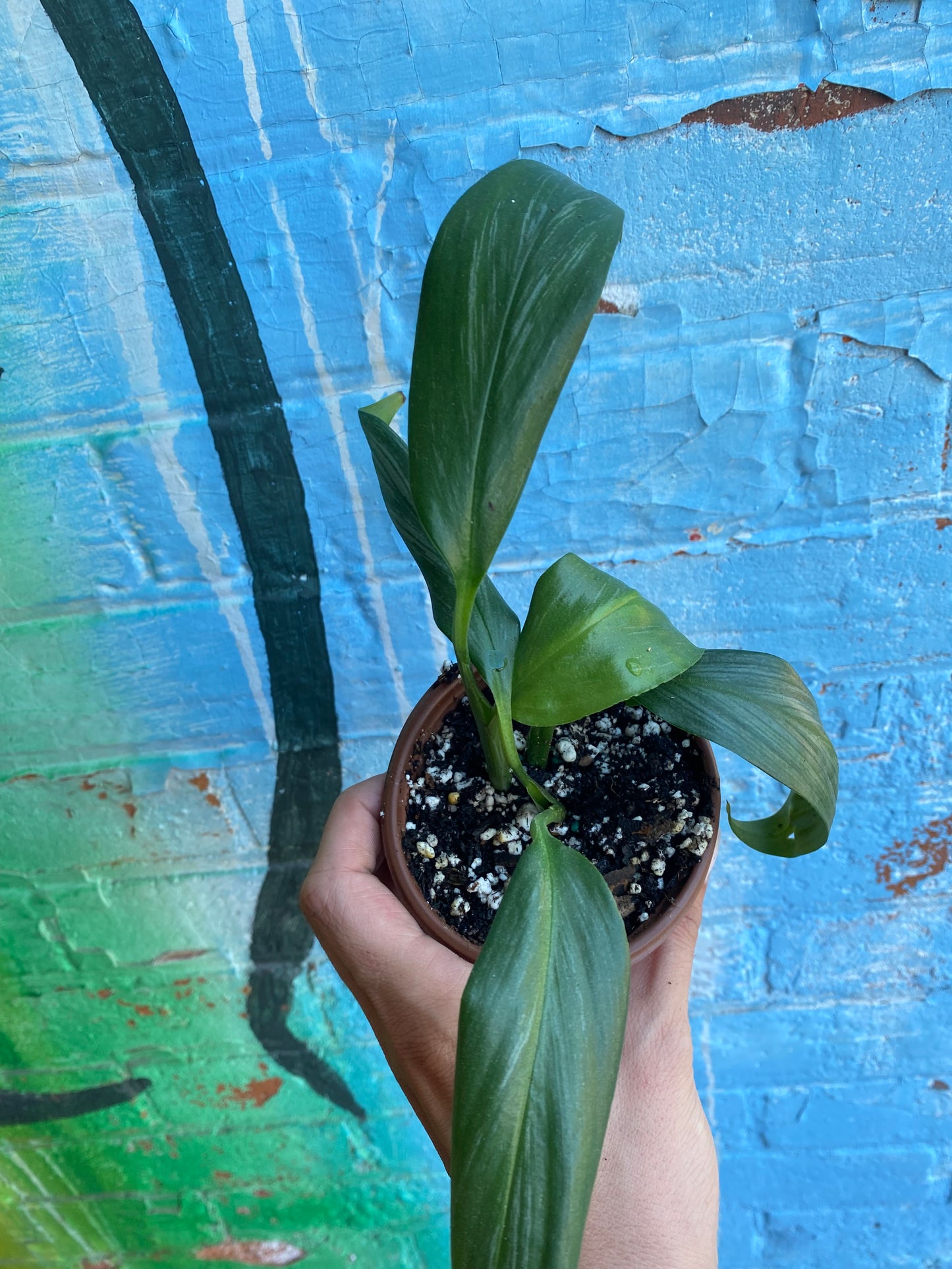 3.5" Epipremnum amplissimum Silver