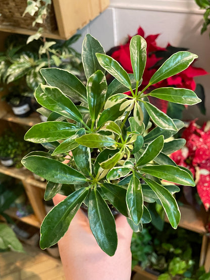 3.5" Schefflera Arboricola Ivory