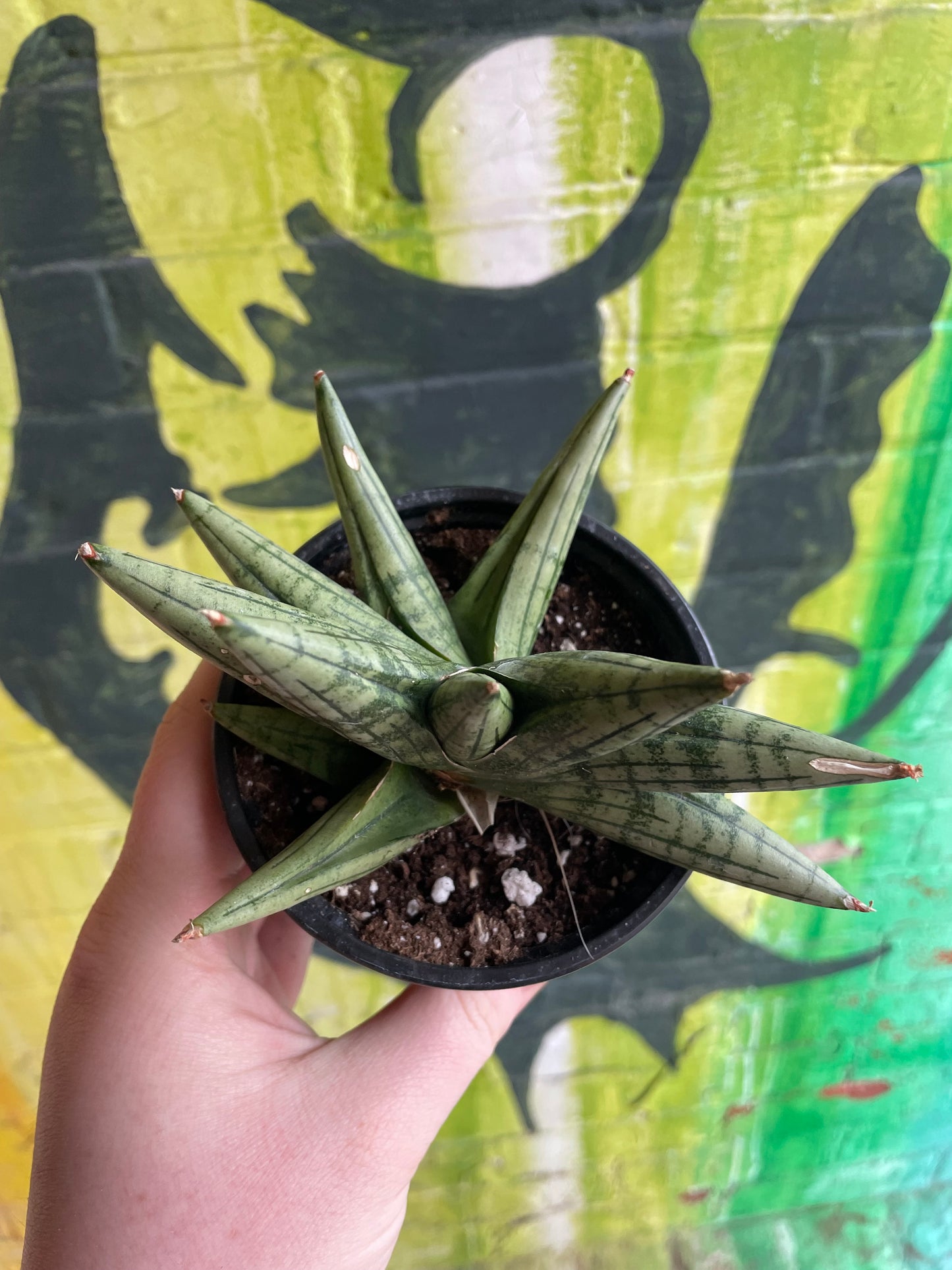 4" Sansevieria Yaya