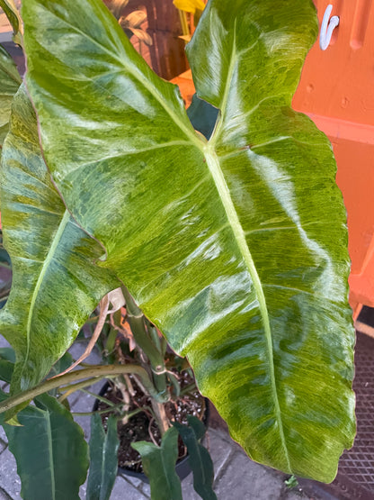 12” Philodendron Paraiso Verde Trellis