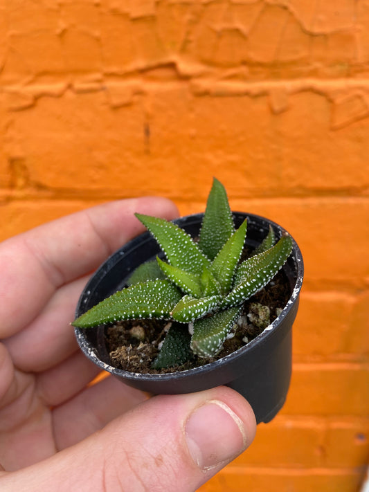 2.5" Haworthiopsis attenuata