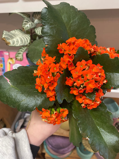 4” Orange Kalanchoe Blossfeldiana