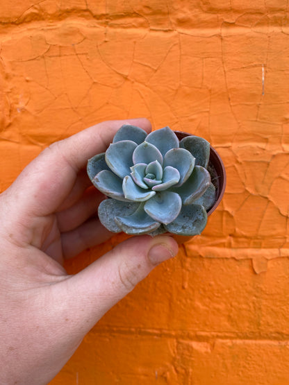 2.5” Pachyveria Orpet