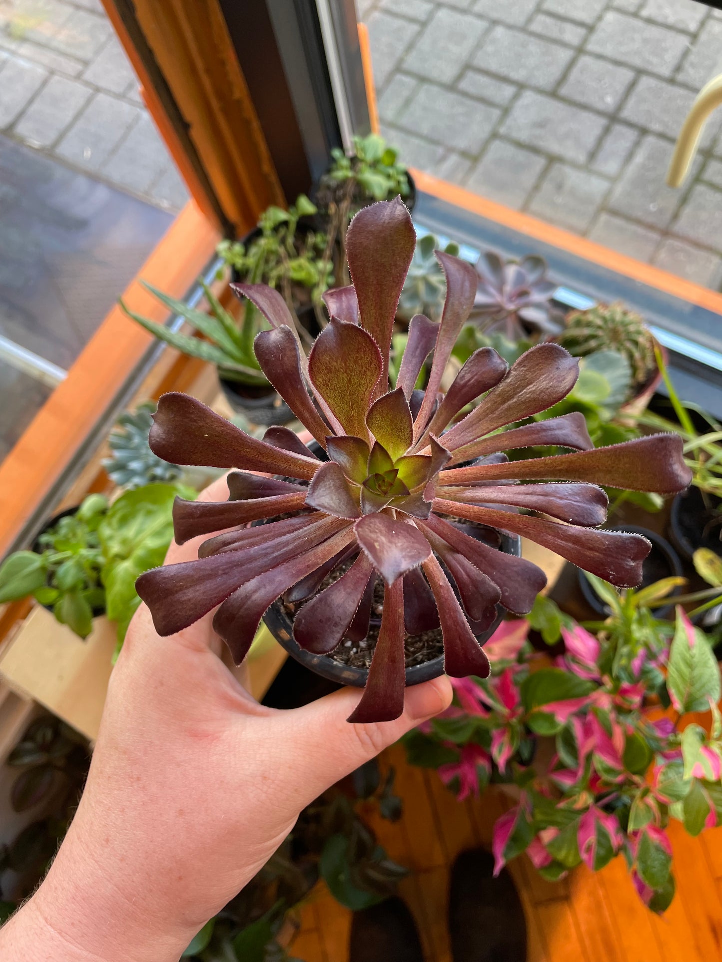 3.5" Aeonium Arborium Caitlyn