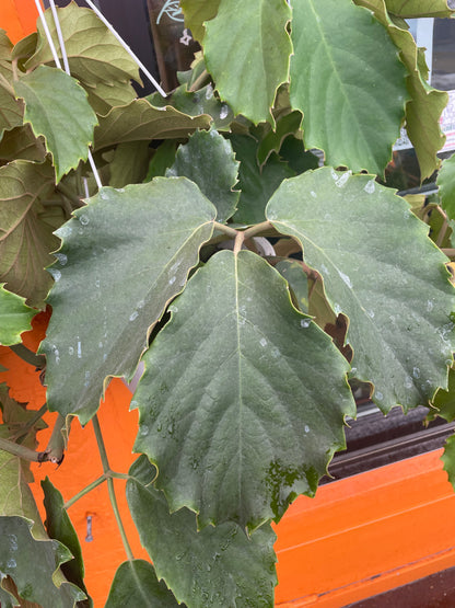 10" Tetrastigma Voinierianum Hanging Basket