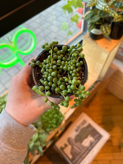 3.5" String Of Pearls