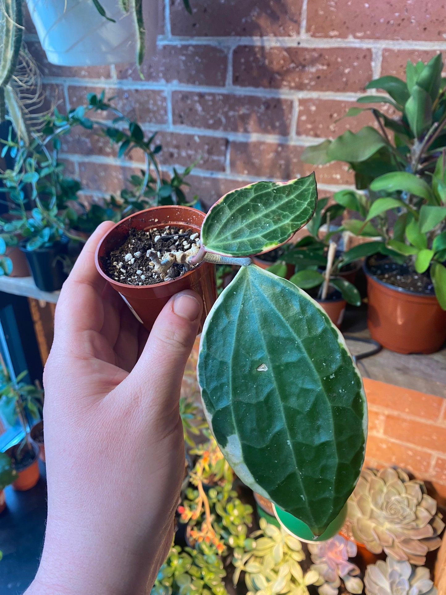 3" Hoya Macrophylla