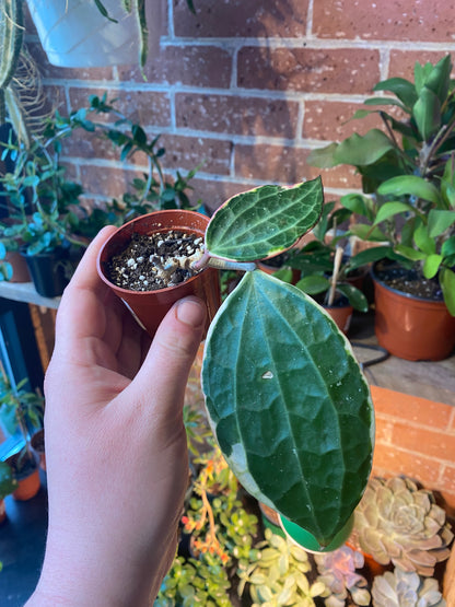3" Hoya Macrophylla