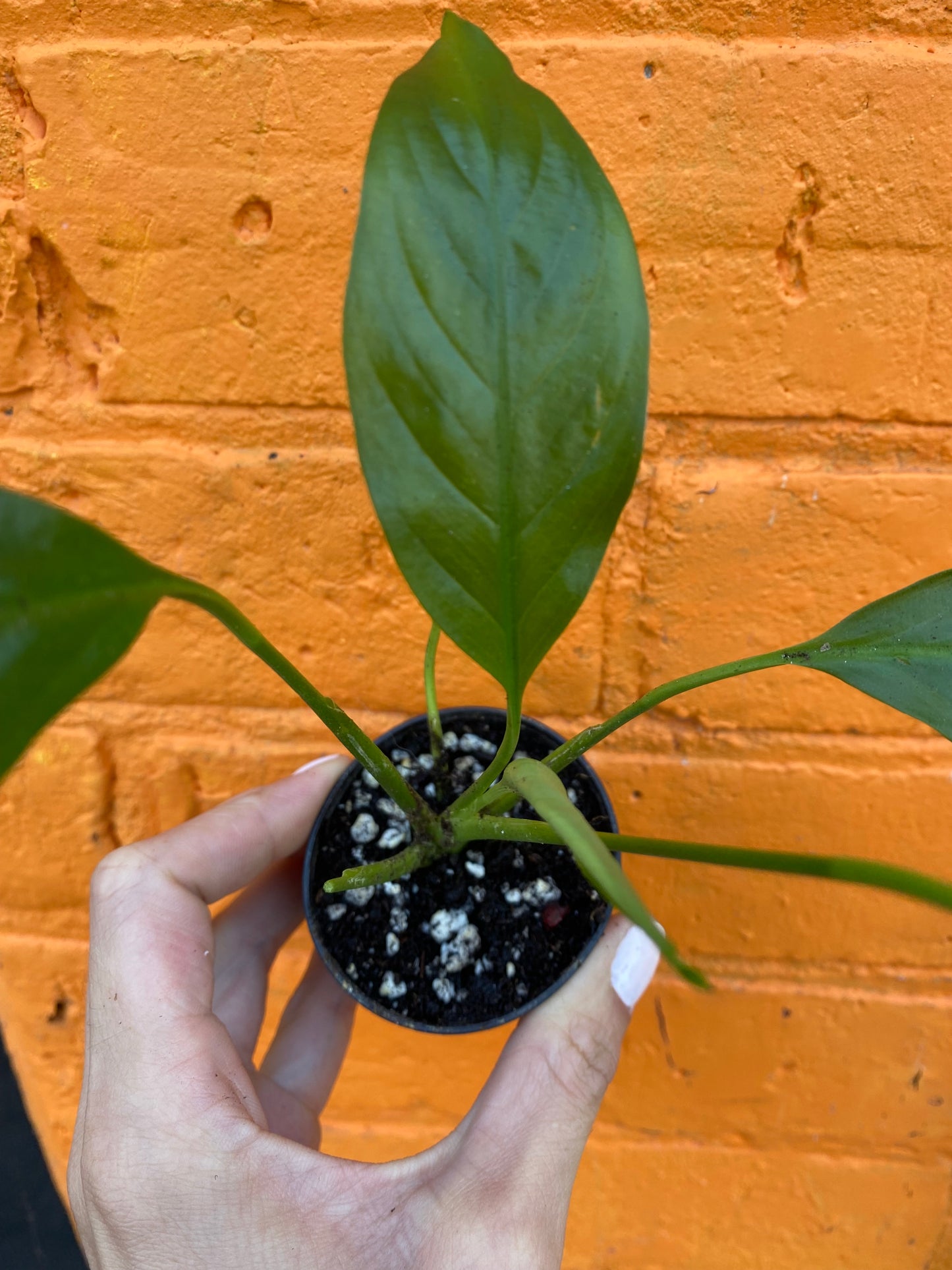 2.5" Peace Lily | Spathiphyllum