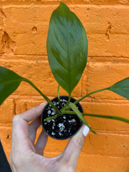 2.5" Peace Lily | Spathiphyllum