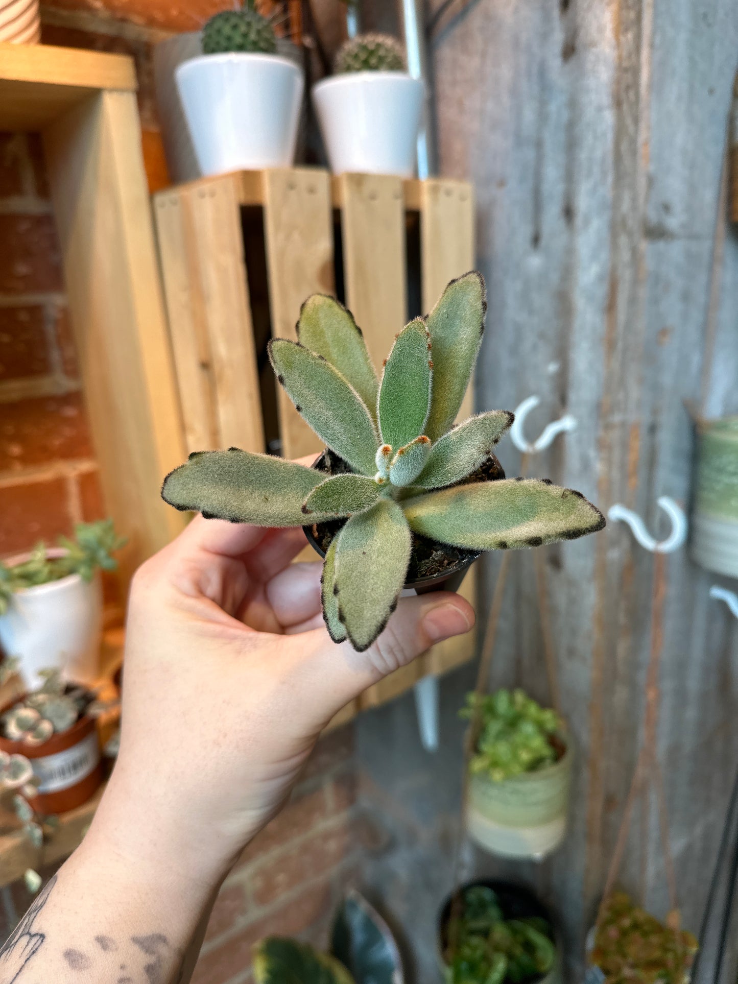 2.5" Kalanchoe Tomentosa