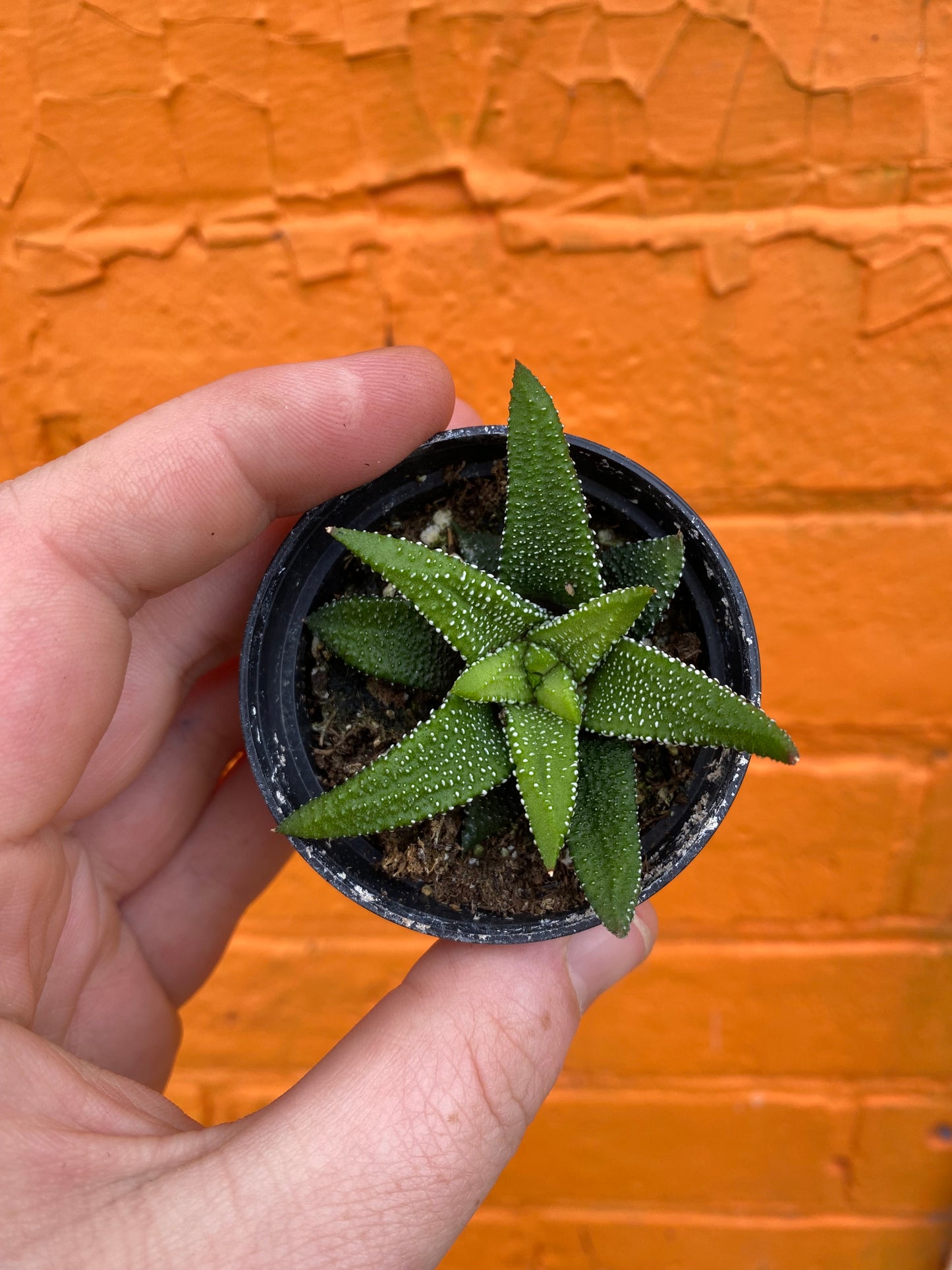 2.5" Haworthiopsis attenuata