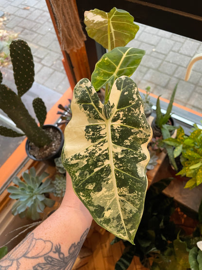 3.5" Alocasia Frydek Variegata (Big)