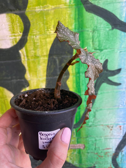 3.5" Begonia leucerna Small