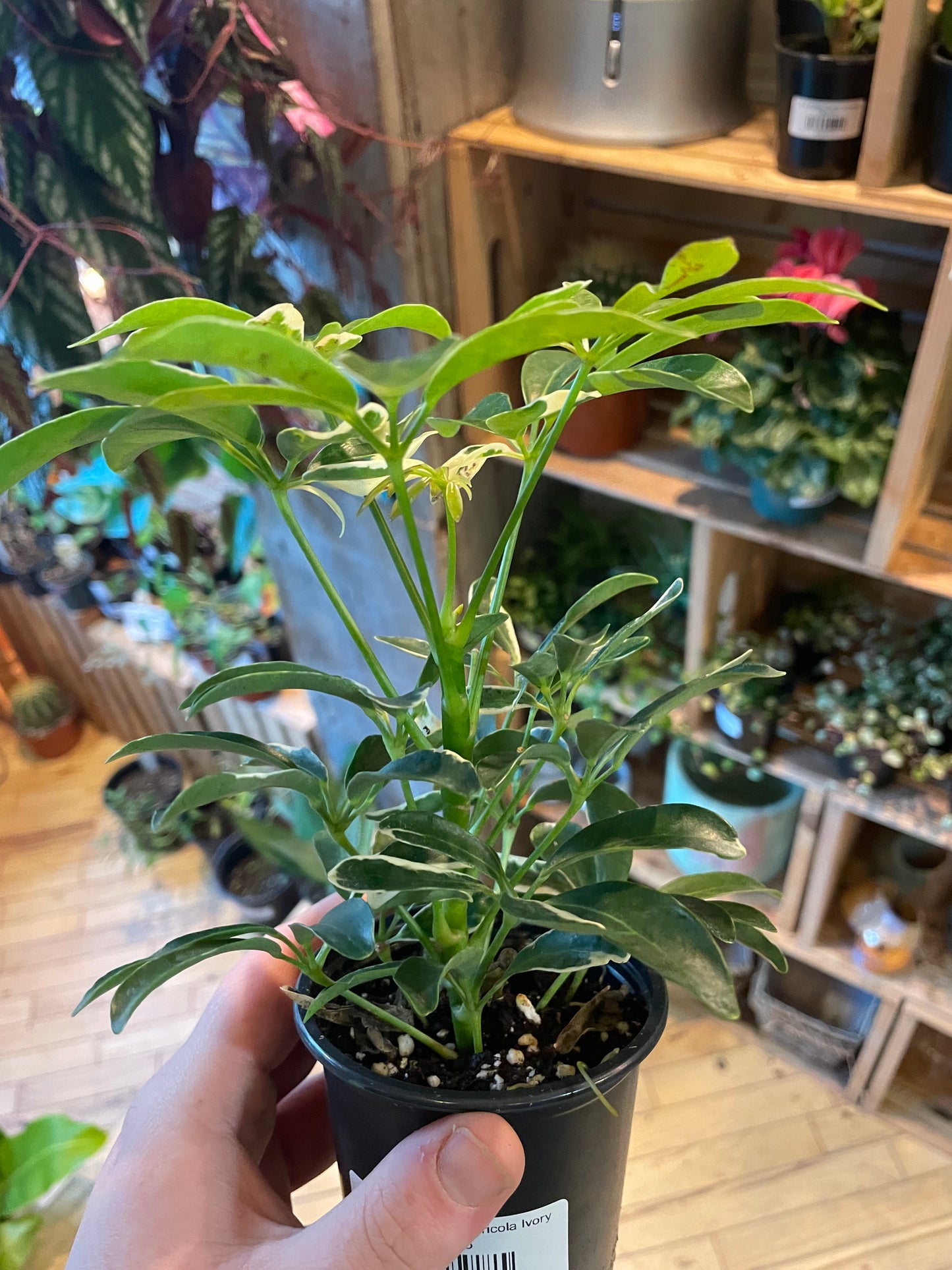 3.5" Schefflera Arboricola Ivory