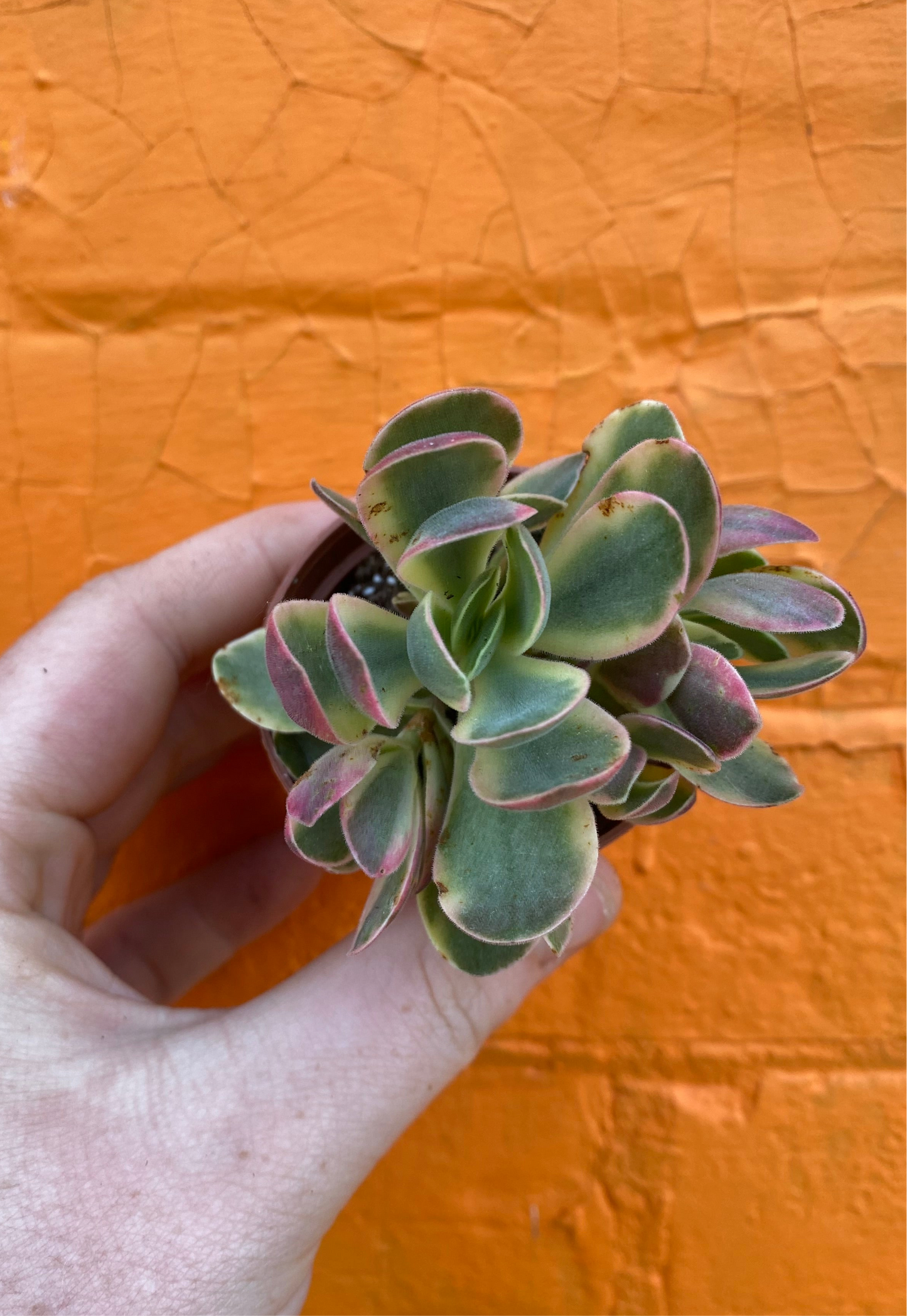 2.5" Crassula Swaziensis Variegata