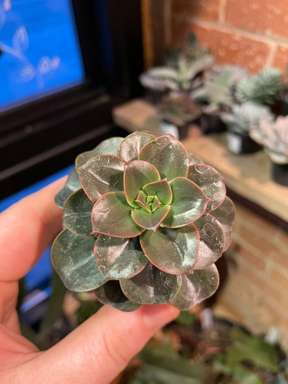 2.5" Echeveria Melaco