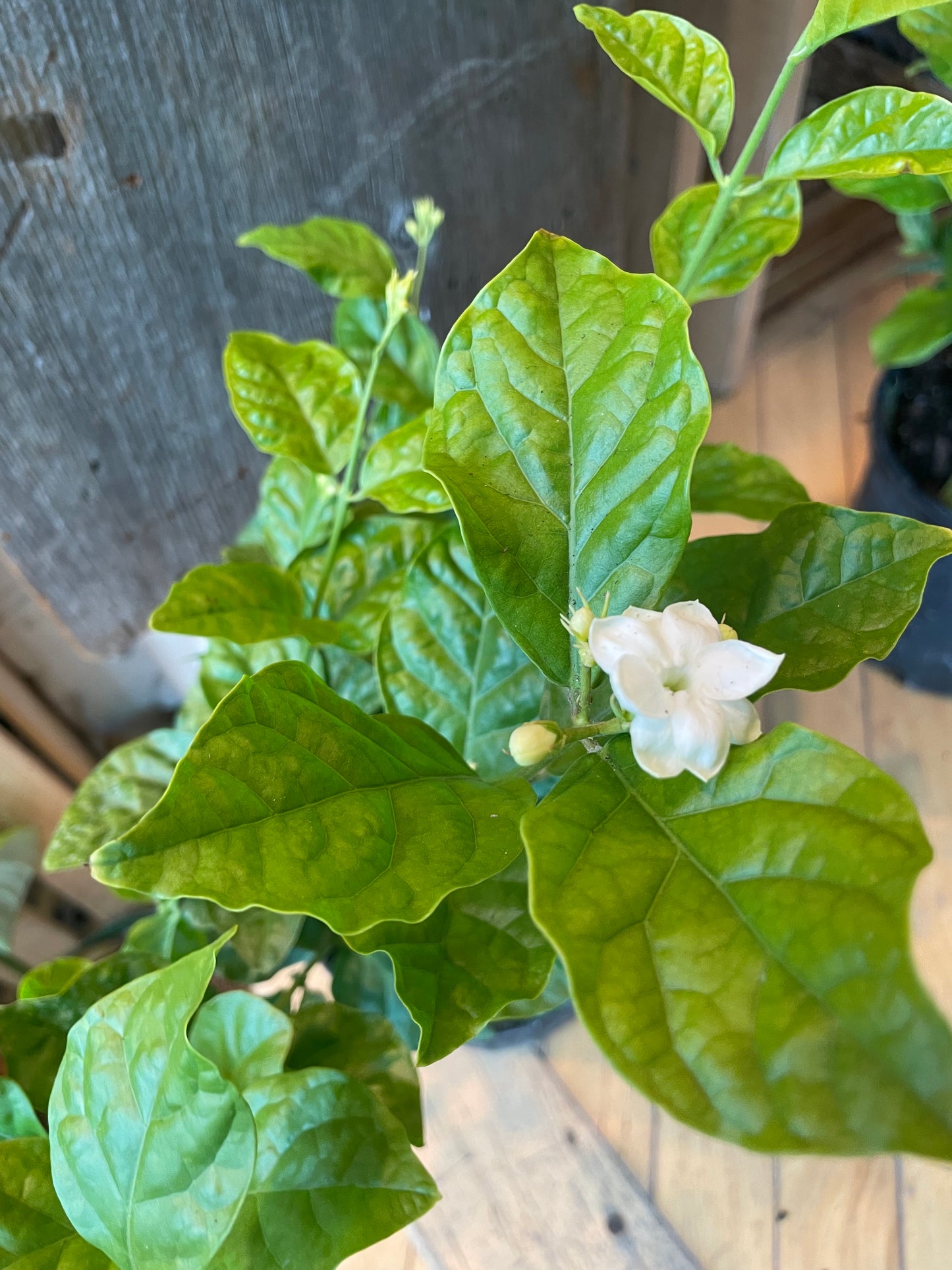 6'' Jasmine Sambac