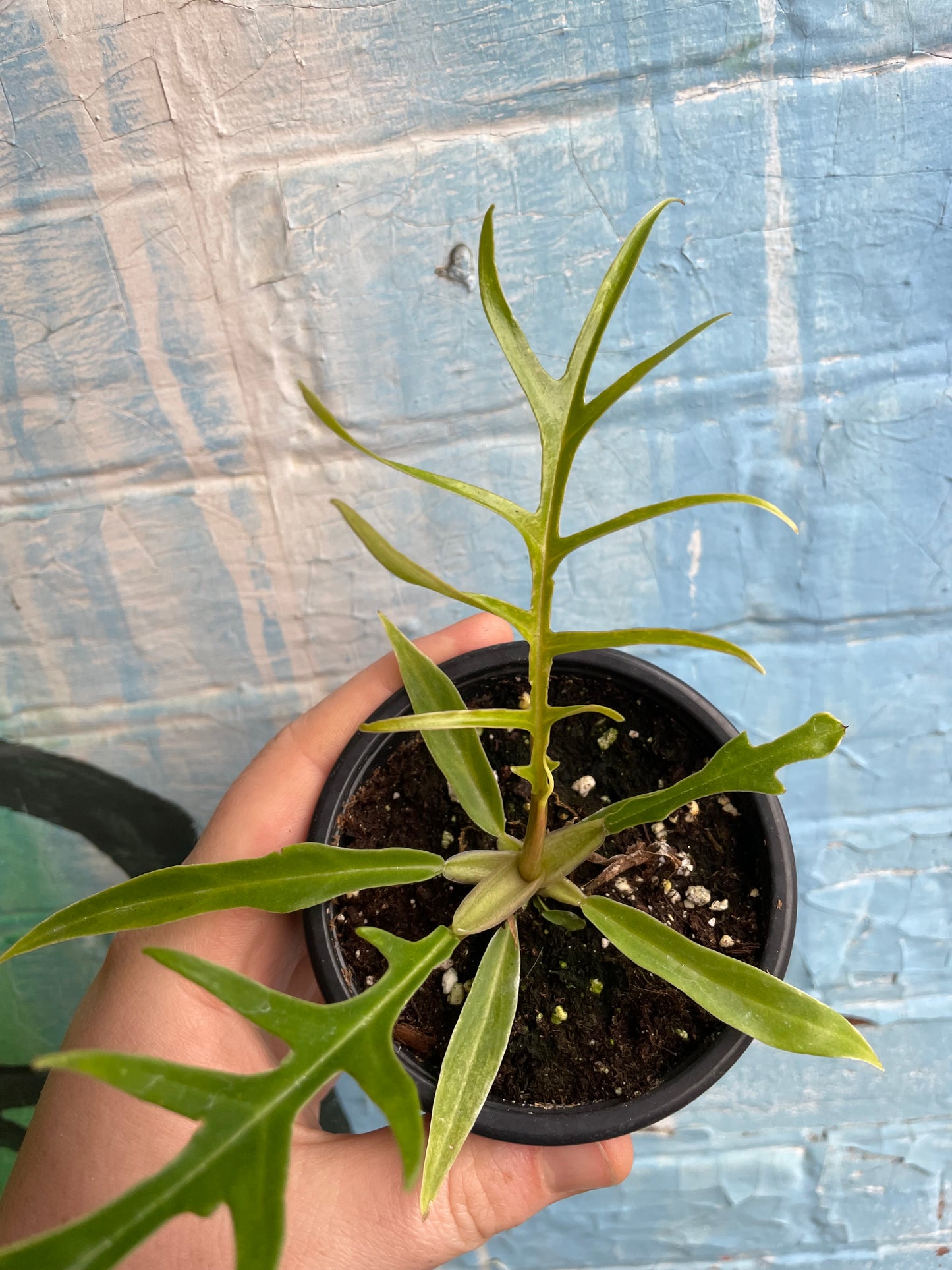 3.5" Philodendron Tortum