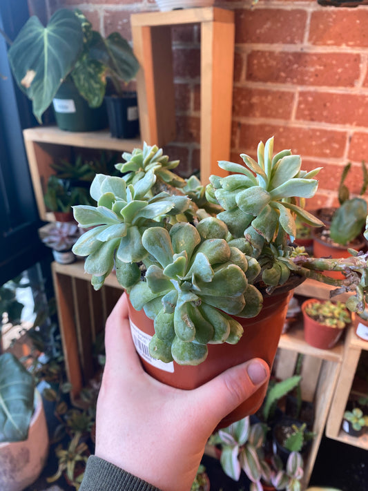 6" Echeveria Runyonii Variegated