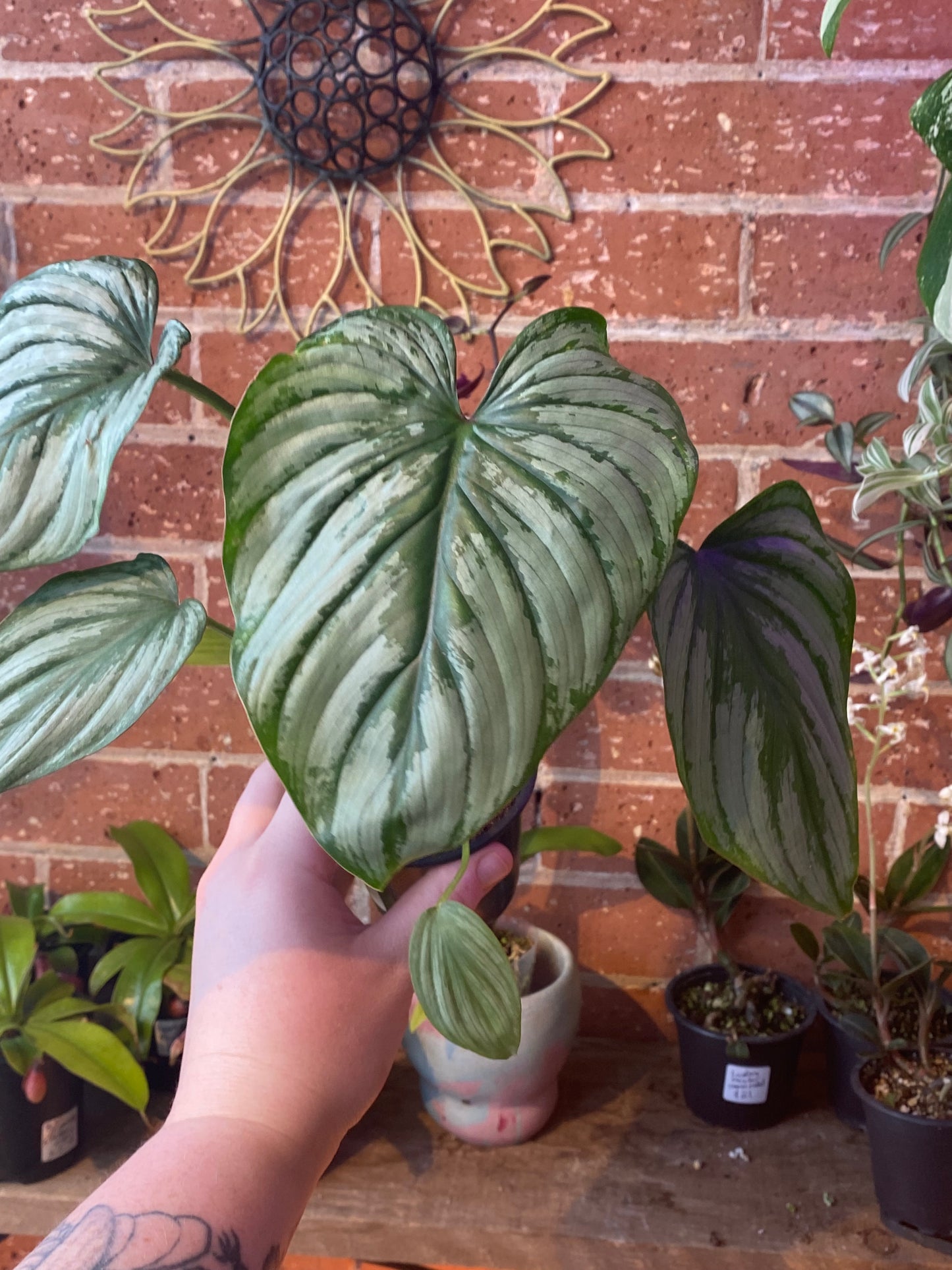 4" Philodendron Pastazanum