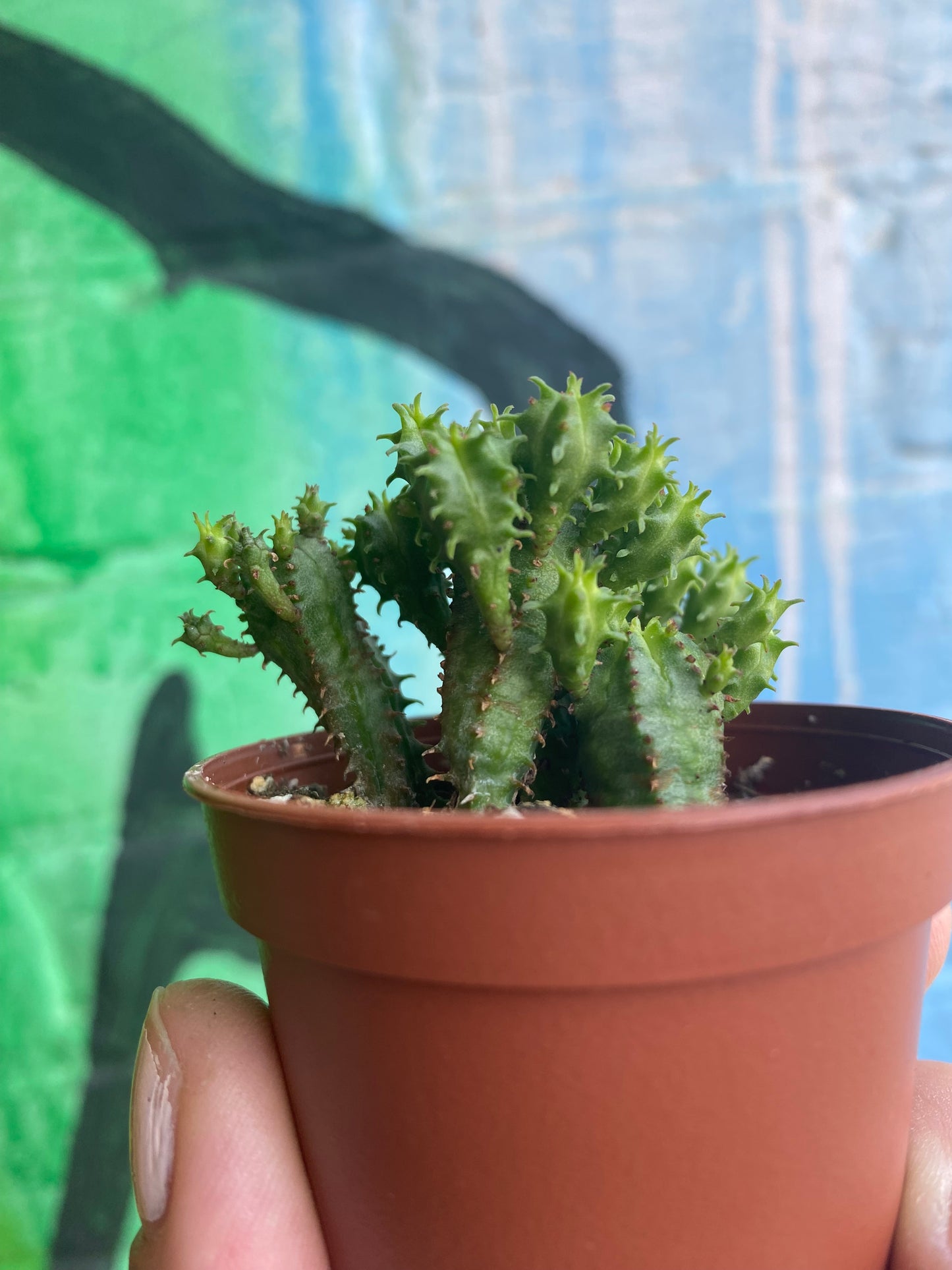 2.5” Euphorbia Mammillaris Monstrose