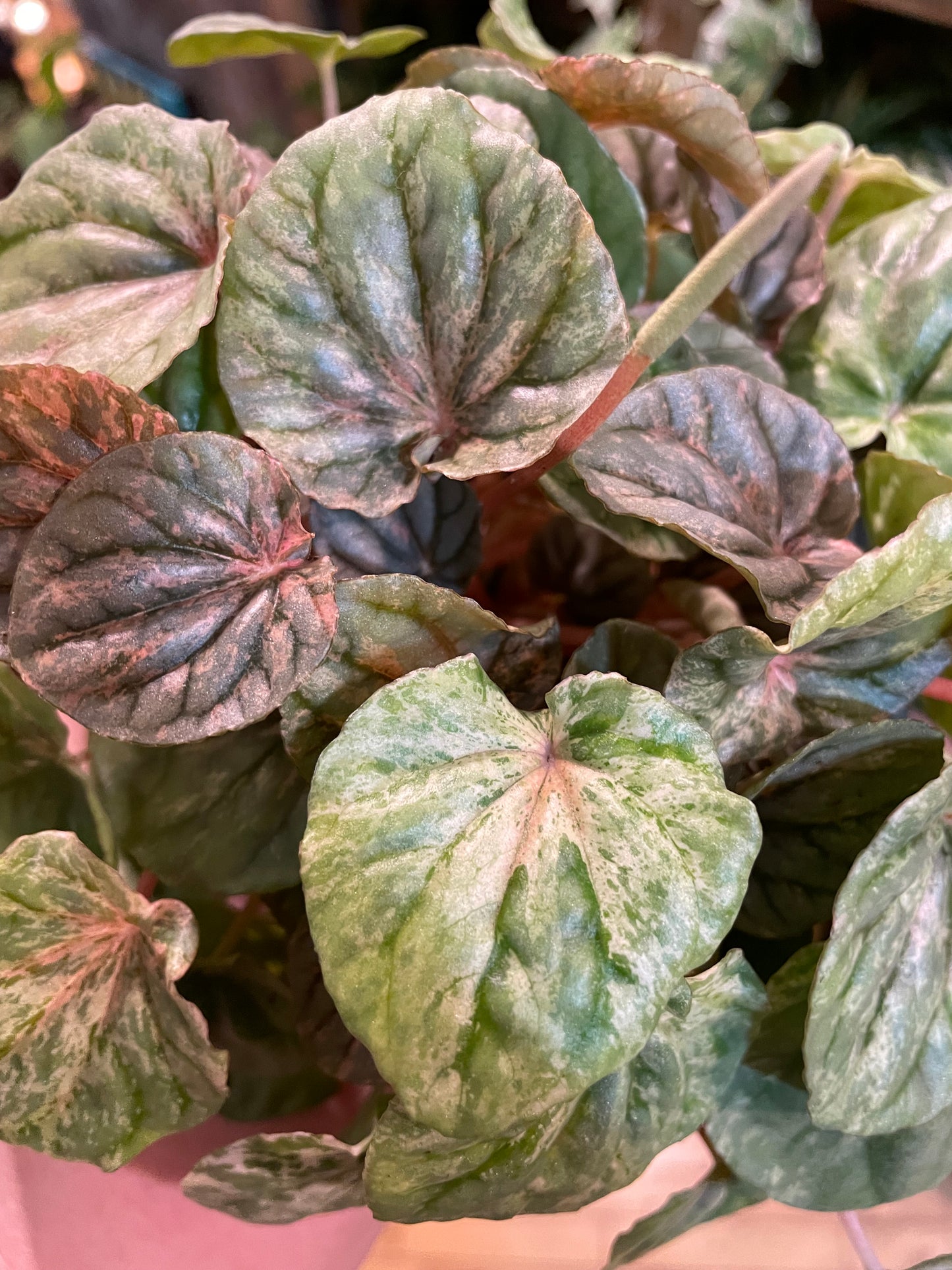 3.5" Peperomia Pink Lady