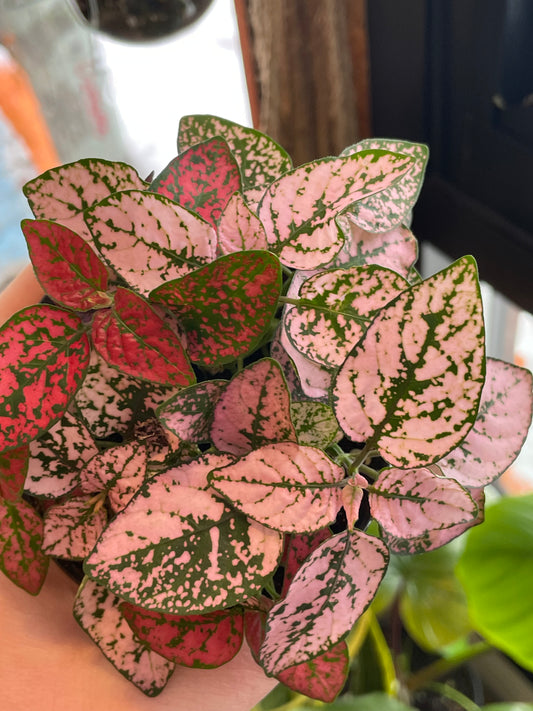 3.5" Polka Dot Plant | Pink/Red