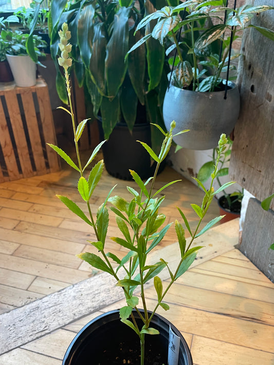 6.5" Obedient Plant | Physostegia Virginiana