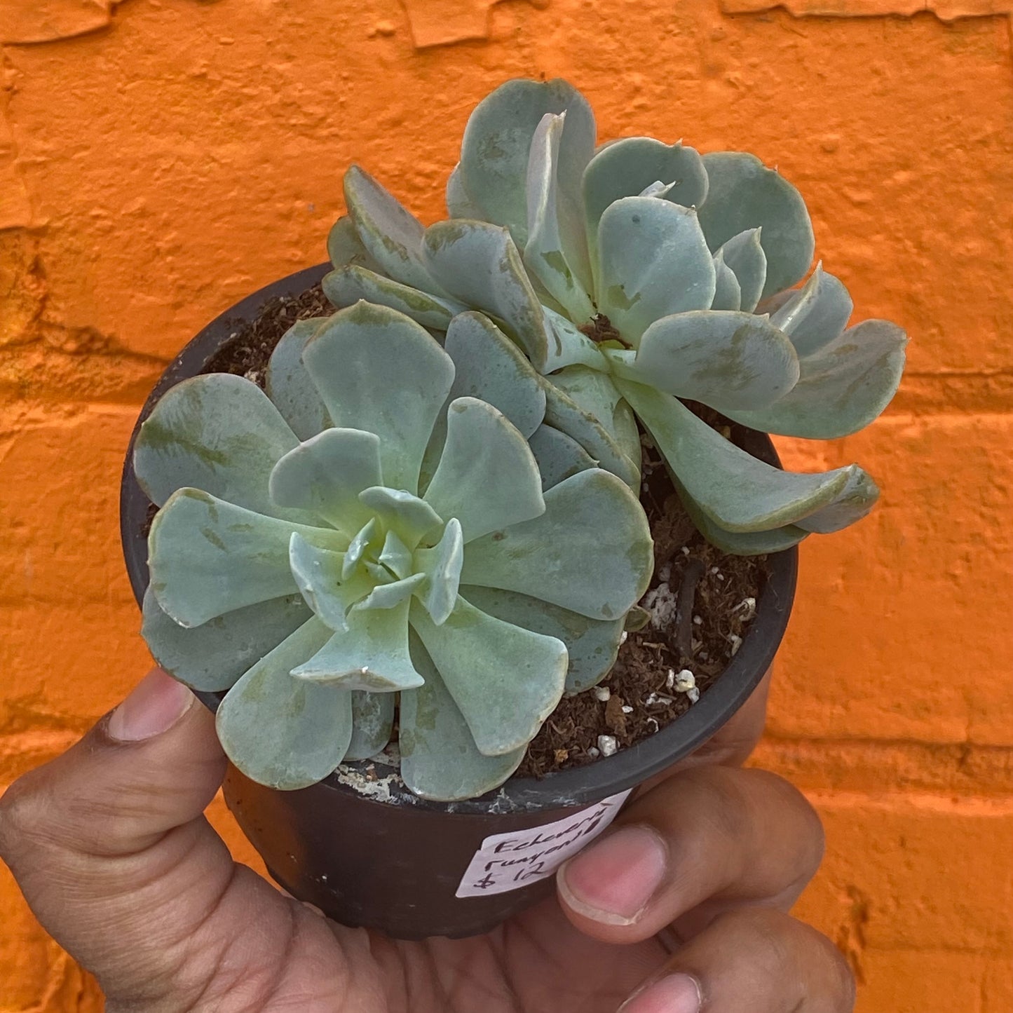 3.5" Echeveria Runyonii