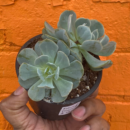 3.5" Echeveria Runyonii