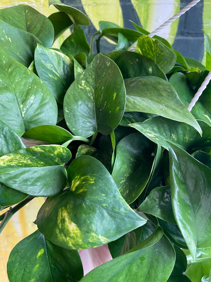 8" Pothos Golden Hanging Basket