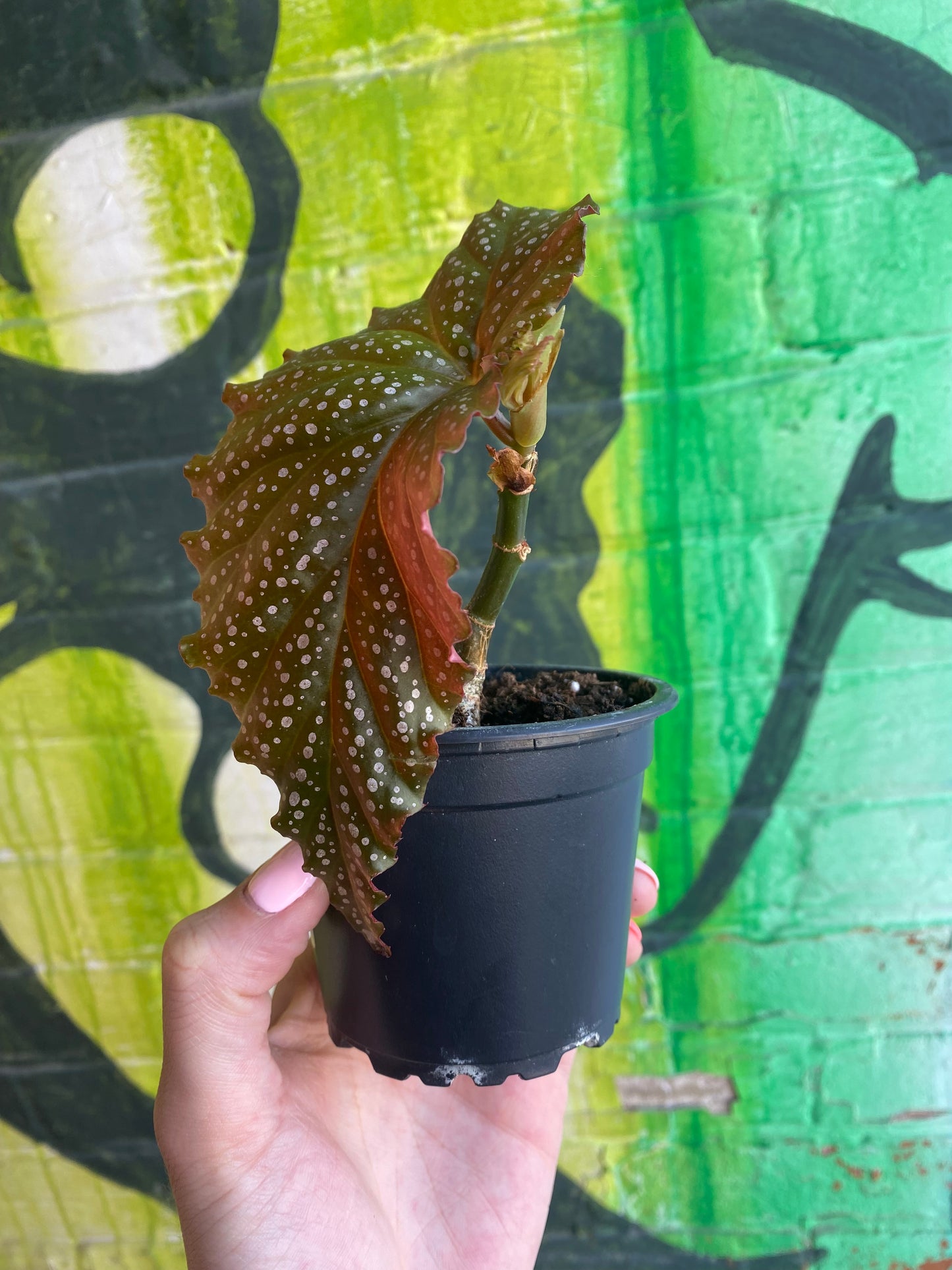 3.5" Begonia leucerna Small
