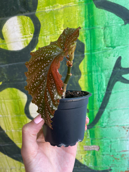 3.5" Begonia leucerna Small