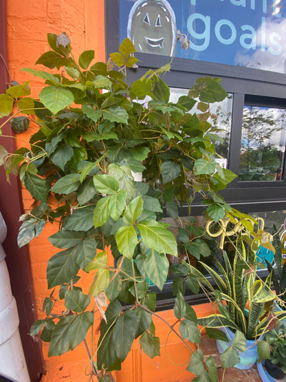 8” Grape Ivy hanging basket