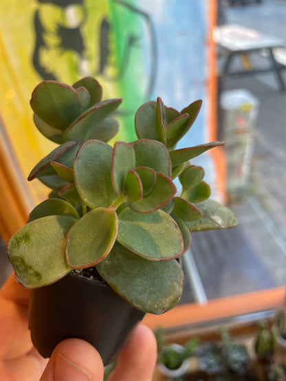 2.5" Kalanchoe Marnieriana