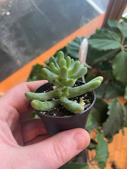 2.5” Sedum Pachyphyllum