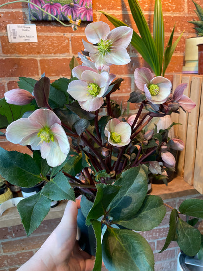 6" Helleborus Ivory Prince