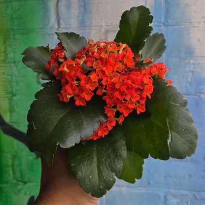 4” Orange Kalanchoe Blossfeldiana