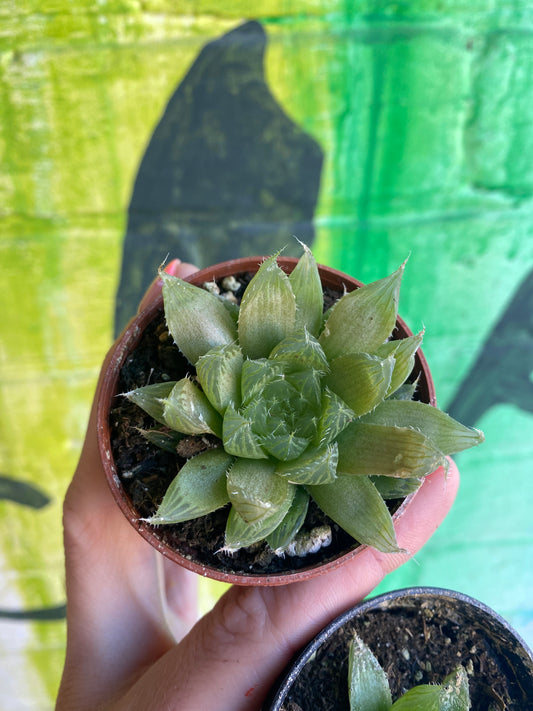 2.5" Haworthia Cooperi