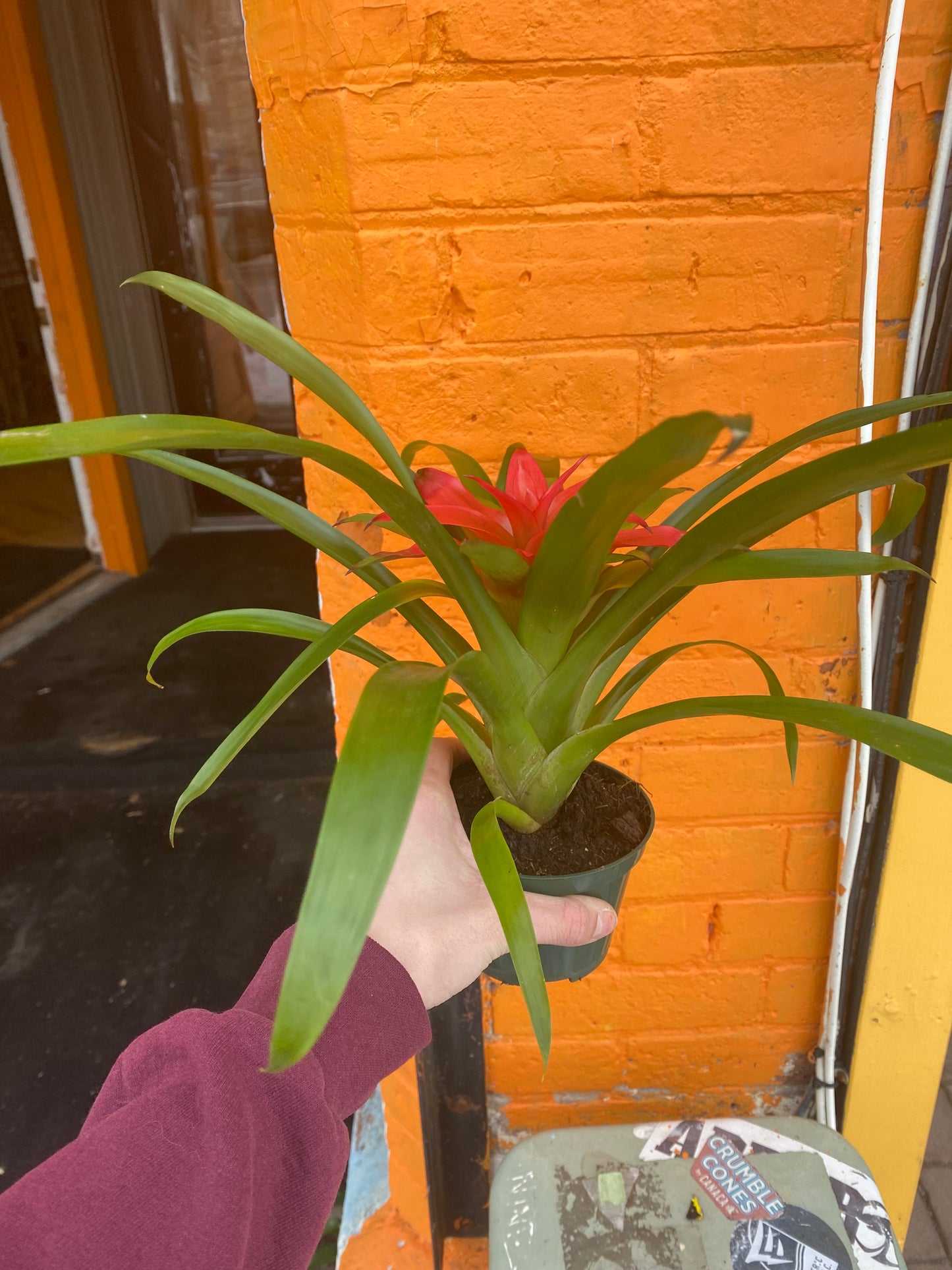 4" Bromeliad Guzmania Pink