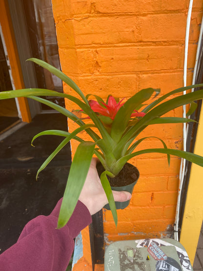 4" Bromeliad Guzmania Pink