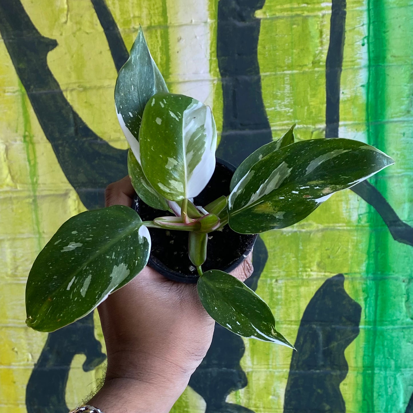 4" Philodendron White Princess