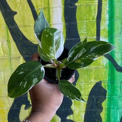 4" Philodendron White Princess